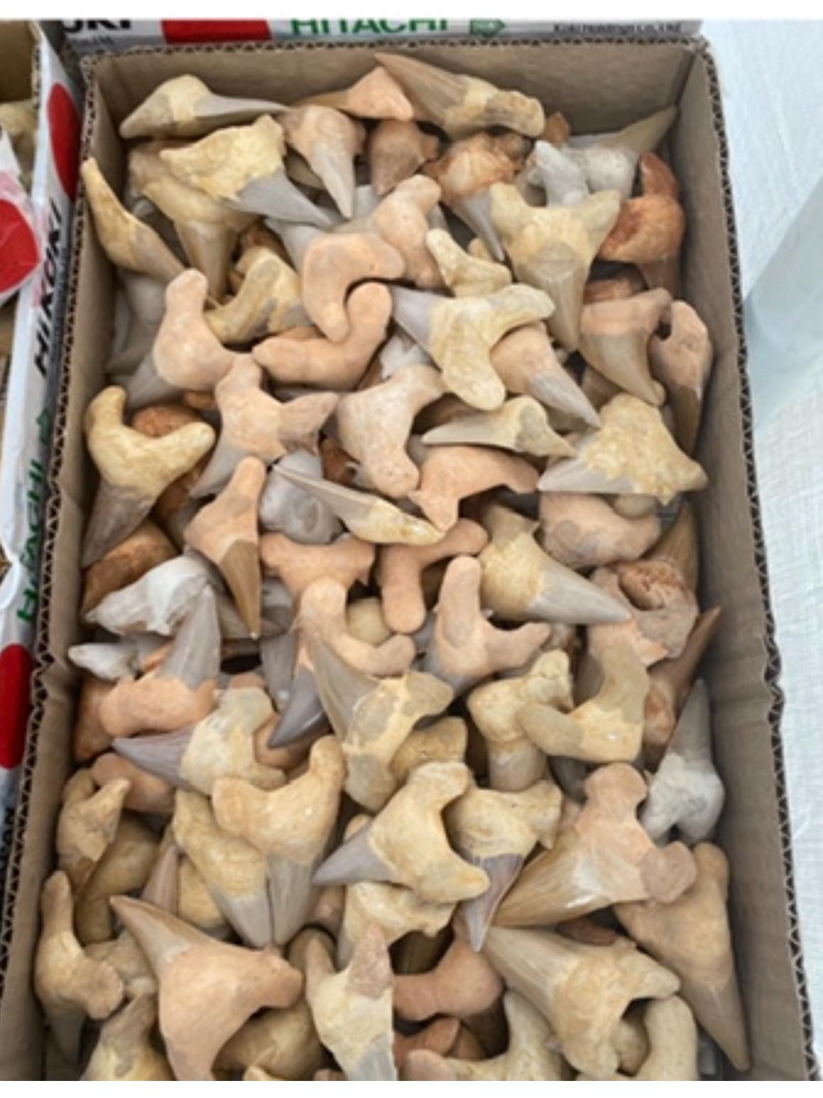 Shark Teeth - Wholesale